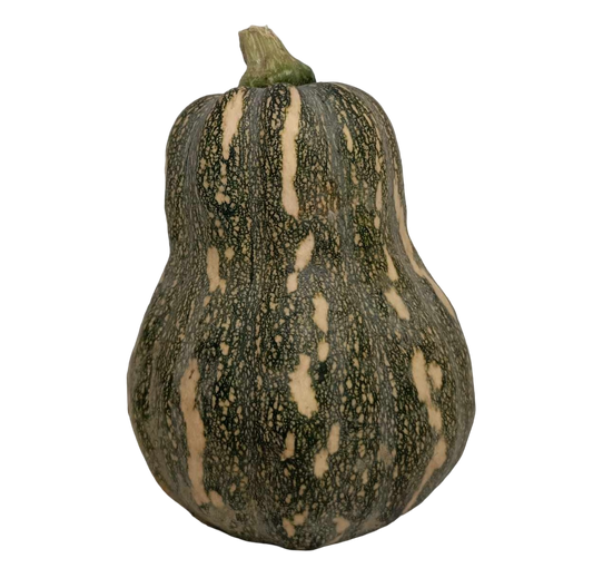 Squash Butternut