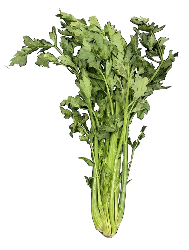 Celery