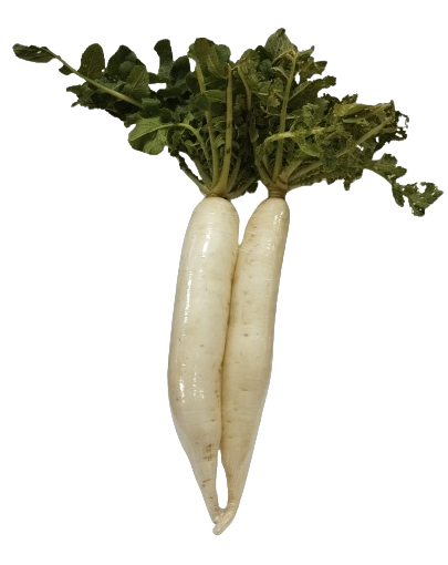 Radish